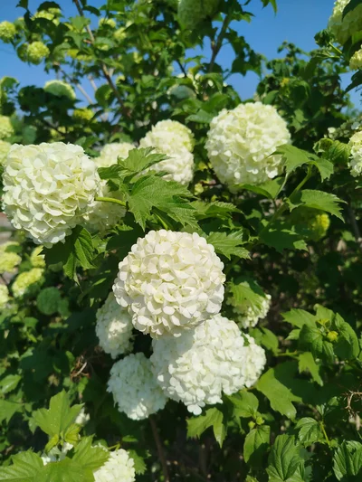 Кадр МилКа